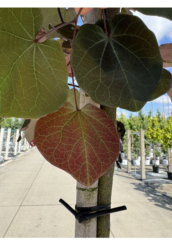 Kanadischer Judasbaum 'Merlot' | Cercis canadensis 'Merlot'