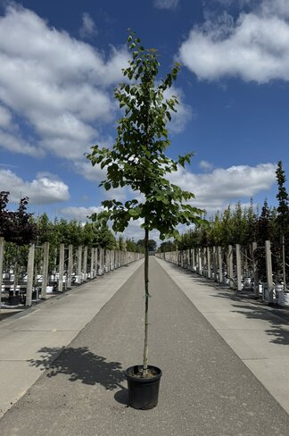 Kanadischer Judasbaum 'Pink Pom Poms' | Cercis canadensis 'Pink Pom Poms'
