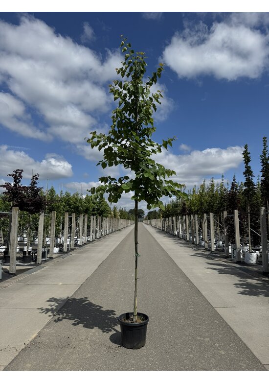 Kanadischer Judasbaum 'Pink Pom Poms' | Cercis canadensis 'Pink Pom Poms'