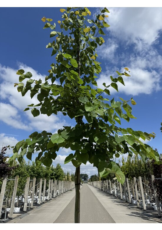 Kanadischer Judasbaum 'Pink Pom Poms' | Cercis canadensis 'Pink Pom Poms'