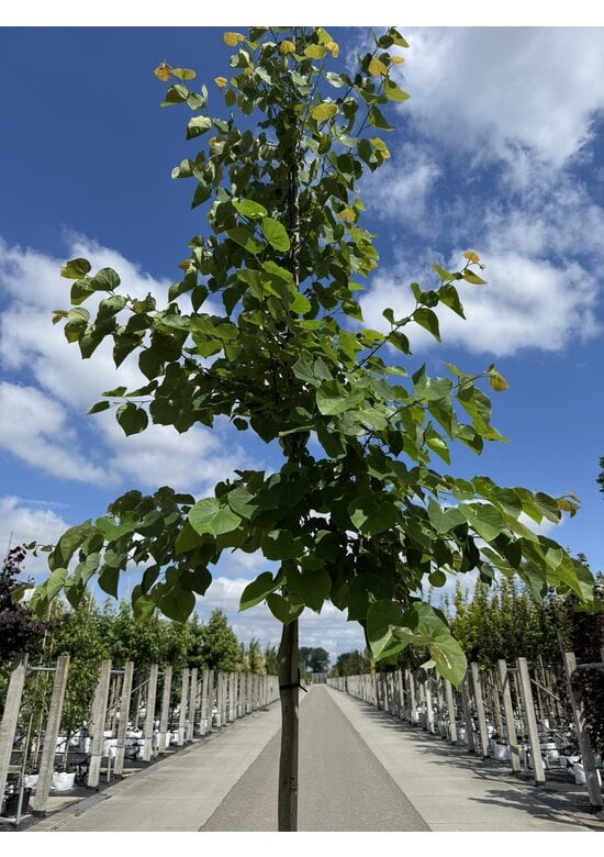 Kanadischer Judasbaum 'Pink Pom Poms' | Cercis canadensis 'Pink Pom Poms'