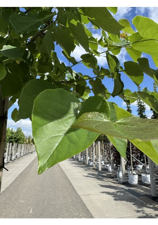 Kanadischer Judasbaum 'Pink Pom Poms' | Cercis canadensis 'Pink Pom Poms'