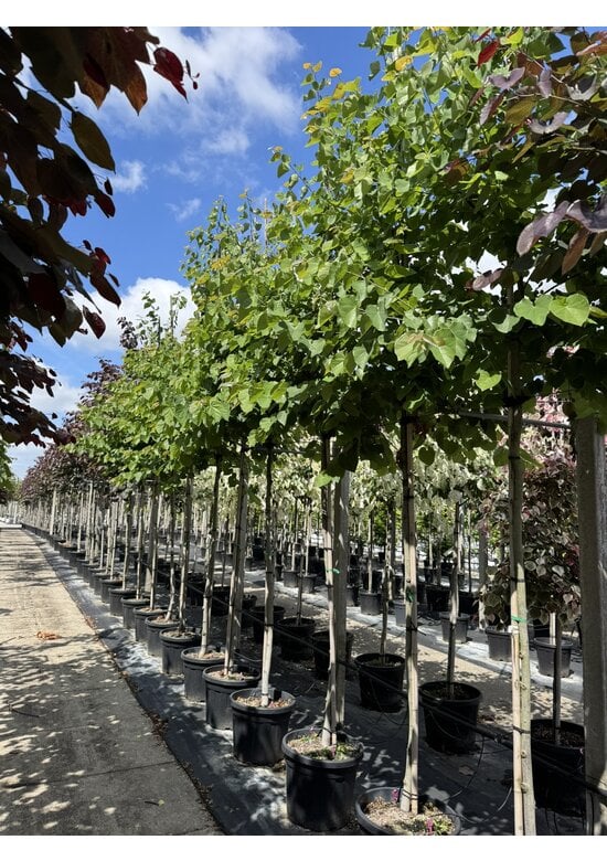 Kanadischer Judasbaum 'Pink Pom Poms' | Cercis canadensis 'Pink Pom Poms'