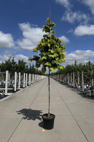 Kanadischer Judasbaum 'Rising Sun' | Cercis canadensis 'Rising Sun'