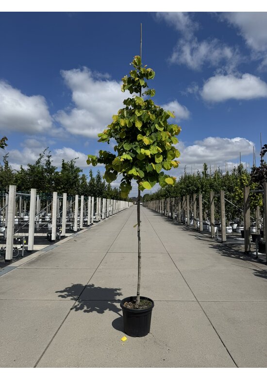 Kanadischer Judasbaum 'Rising Sun' | Cercis canadensis 'Rising Sun'