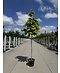 Venovi GmbH Kanadischer Judasbaum 'Rising Sun' | Cercis canadensis 'Rising Sun'
