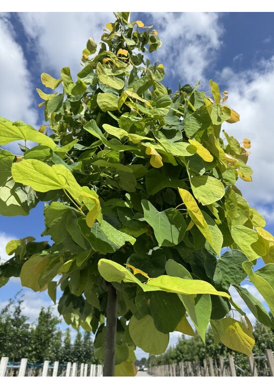 Kanadischer Judasbaum 'Rising Sun' | Cercis canadensis 'Rising Sun'
