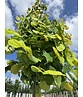 Kanadischer Judasbaum 'Rising Sun' | Cercis canadensis 'Rising Sun'