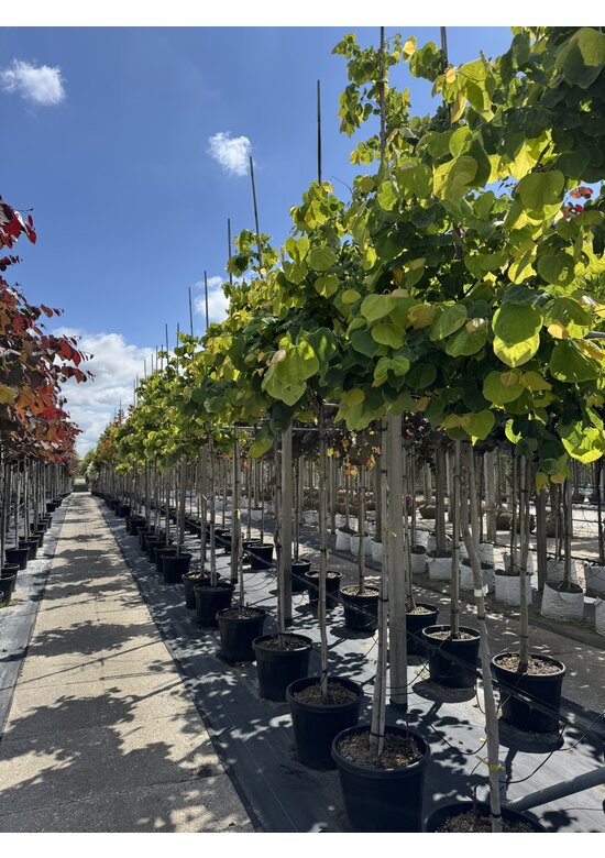 Kanadischer Judasbaum 'Rising Sun' | Cercis canadensis 'Rising Sun'