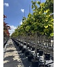 Kanadischer Judasbaum 'Rising Sun' | Cercis canadensis 'Rising Sun'