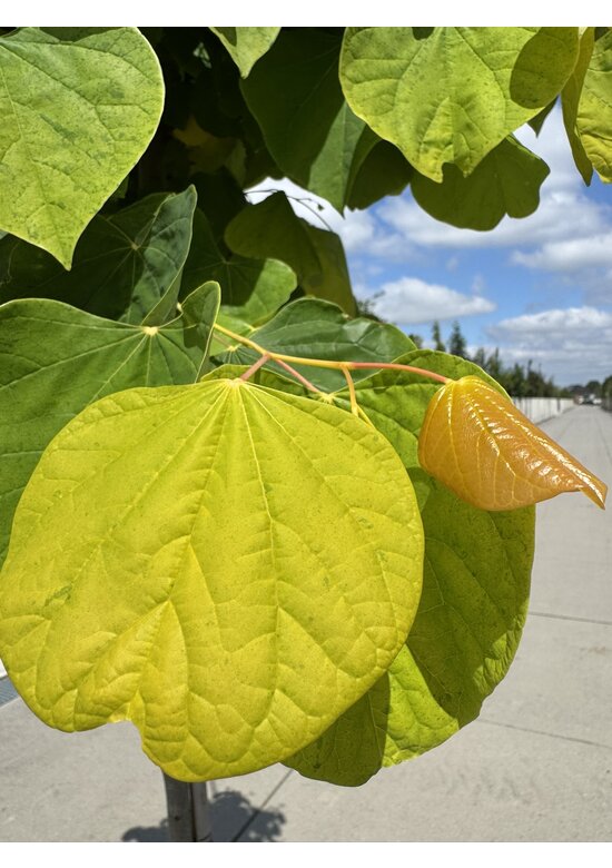 Kanadischer Judasbaum 'Rising Sun' | Cercis canadensis 'Rising Sun'