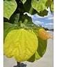 Kanadischer Judasbaum 'Rising Sun' | Cercis canadensis 'Rising Sun'