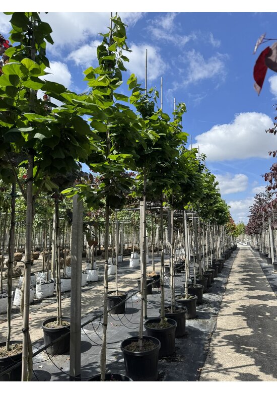 Chinesischer Judasbaum 'Avondale' | Cercis chinensis 'Avondale'