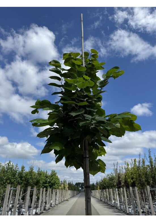 Chinesischer Judasbaum 'Avondale' | Cercis chinensis 'Avondale'