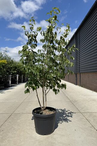 Chinesischer Blumenhartriegel 'Chinensis' - Mehrstämmig | Cornus kousa 'Chinensis' Chinesischer Blumenhartriegel 'Chinensis' - Mehrstämmig | Cornus kousa 'Chinensis'