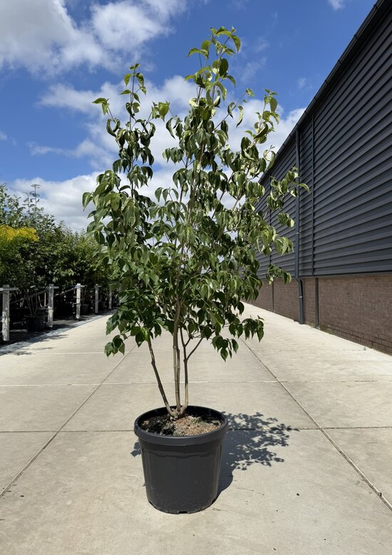 Hartriegel 'Chinensis' Mehrstmmig | mit 3 Jahren Garantie - Venovi