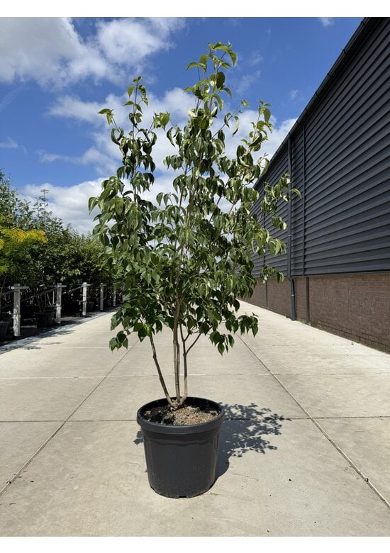 Chinesischer Blumenhartriegel 'Chinensis' - Mehrstämmig | Cornus kousa 'Chinensis'