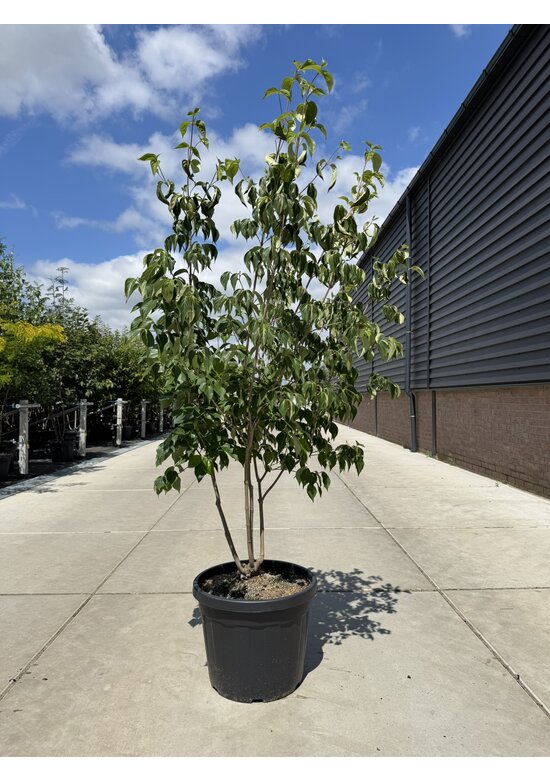 Chinesischer Blumenhartriegel 'Chinensis' - Mehrstämmig | Cornus kousa 'Chinensis'