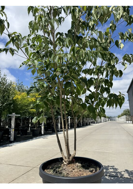 Chinesischer Blumenhartriegel 'Chinensis' - Mehrstämmig | Cornus kousa 'Chinensis'