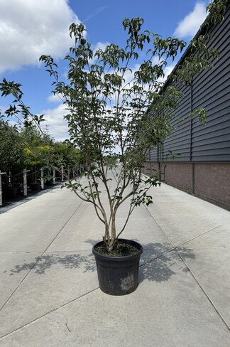 Chinesischer Blumenhartriegel 'Milky Way' - Mehrstämmig | Cornus kousa 'Milky Way' Chinesischer Blumenhartriegel 'Milky Way' - Mehrstämmig | Cornus kousa 'Milky Way'