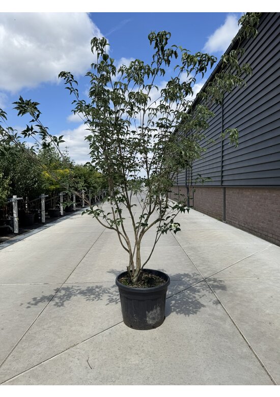 Chinesischer Blumenhartriegel 'Milky Way' - Mehrstämmig | Cornus kousa 'Milky Way'