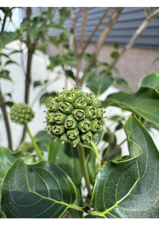 Chinesischer Blumenhartriegel 'Milky Way' - Mehrstämmig | Cornus kousa 'Milky Way'
