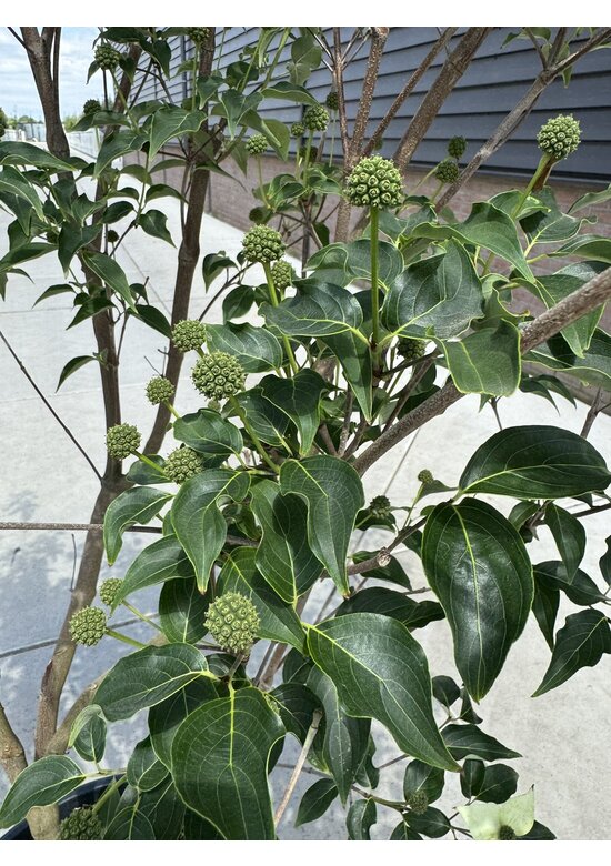 Chinesischer Blumenhartriegel 'Milky Way' - Mehrstämmig | Cornus kousa 'Milky Way'