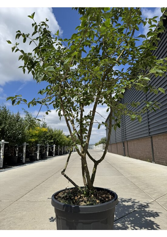 Kornelkirsche Mehrstämmig | Cornus mas Kornelkirsche Mehrstämmig | Cornus mas