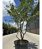 Kornelkirsche Mehrstämmig | Cornus mas Kornelkirsche Mehrstämmig | Cornus mas