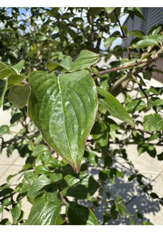 Kornelkirsche Mehrstämmig | Cornus mas Kornelkirsche Mehrstämmig | Cornus mas