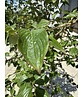 Kornelkirsche Mehrstämmig | Cornus mas Kornelkirsche Mehrstämmig | Cornus mas