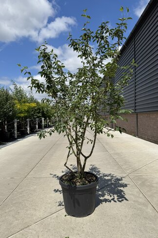 Kornelkirsche Mehrstämmig | Cornus mas Kornelkirsche Mehrstämmig | Cornus mas