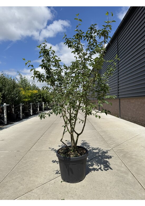 Kornelkirsche Mehrstämmig | Cornus mas