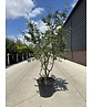 Kornelkirsche Mehrstämmig | Cornus mas Kornelkirsche Mehrstämmig | Cornus mas