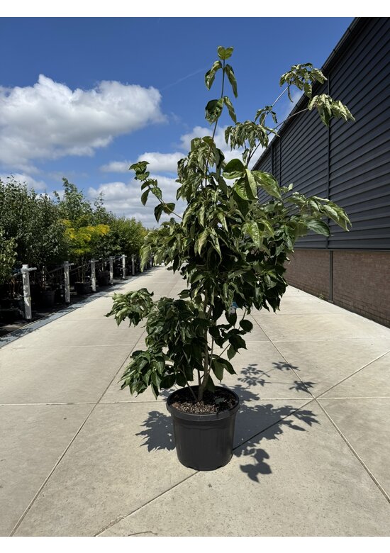 Japanischer Blumen-Hartriegel 'Venus' Mehrstämmig | Cornus 'Venus'