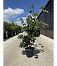 Japanischer Blumen-Hartriegel 'Venus' Mehrstämmig | Cornus 'Venus'