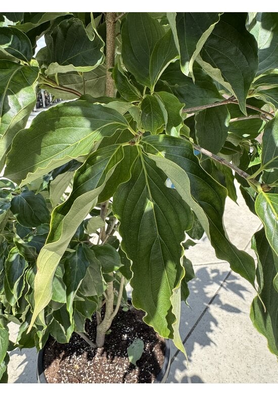 Japanischer Blumen-Hartriegel 'Venus' Mehrstämmig | Cornus 'Venus'