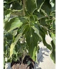 Japanischer Blumen-Hartriegel 'Venus' Mehrstämmig | Cornus 'Venus'