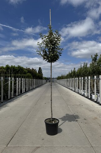 Ölweide Hochstamm | Elaeagnus ebbingei 'Compacta'