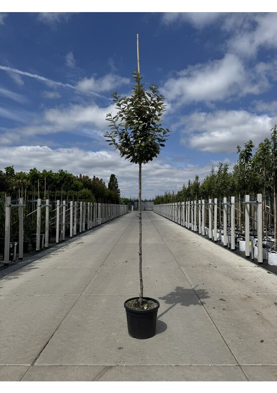 Wintergrüne Ölweide | Elaeagnus ebbingei 'Compacta'