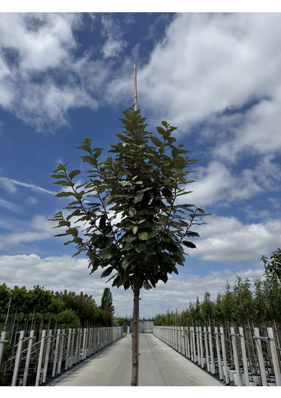 Wintergrüne Ölweide | Elaeagnus ebbingei 'Compacta'