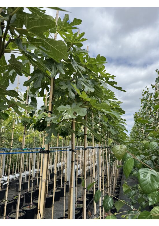 Feigenbaum | Ficus carica