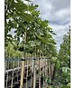 Feigenbaum | Ficus carica