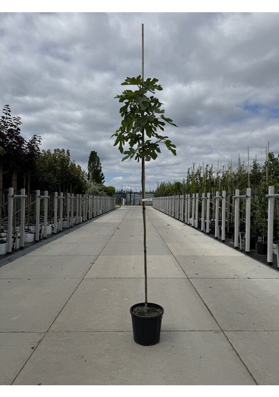 Feigenbaum | Ficus carica