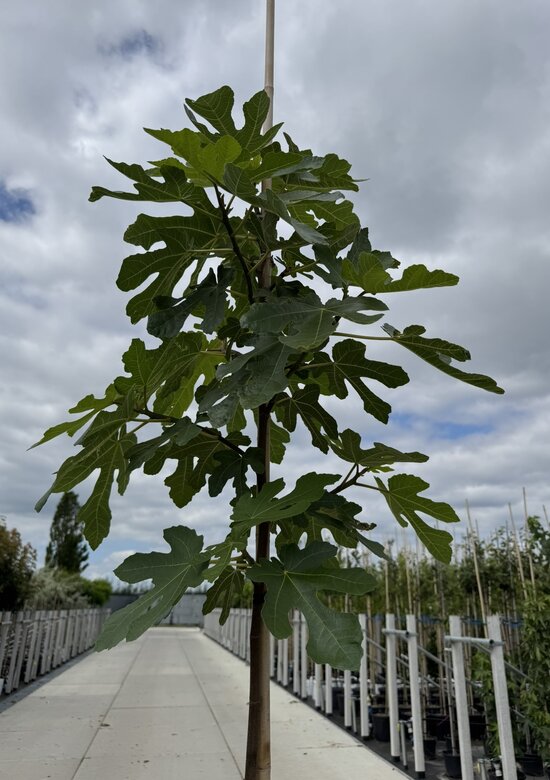 mini fensterblatt Monstera Minima – zakrslá rostlina švýcarského sýra - 25-80 cm - Ø12cm