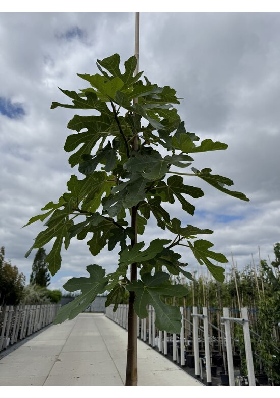 Feigenbaum | Ficus carica