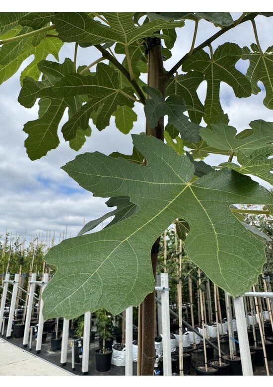 Feigenbaum | Ficus carica