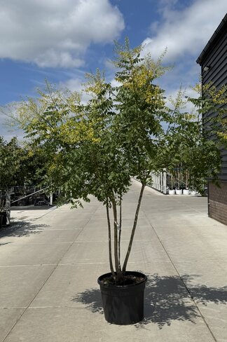 Blasenbaum Mehrstämmig | Koelreuteria paniculata