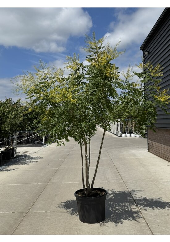 Blasenbaum Mehrstämmig | Koelreuteria paniculata