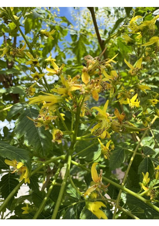 Blasenbaum Mehrstämmig | Koelreuteria paniculata